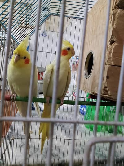 cocktiel parrots