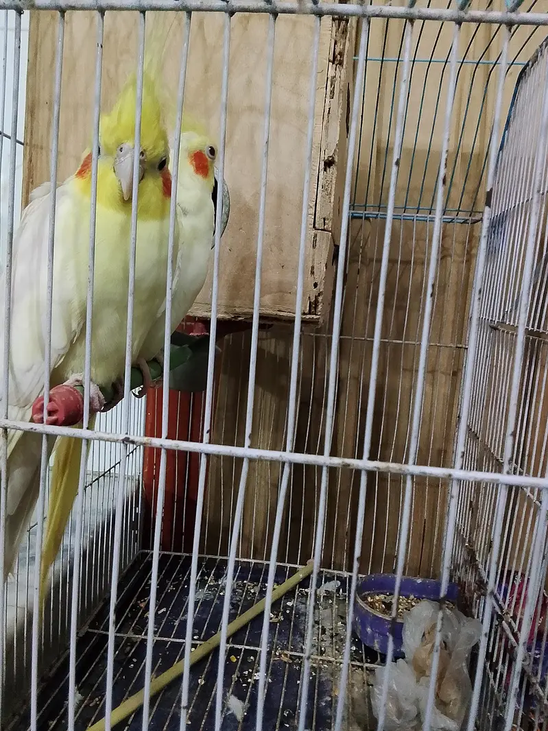cocktiel parrots — photo 2