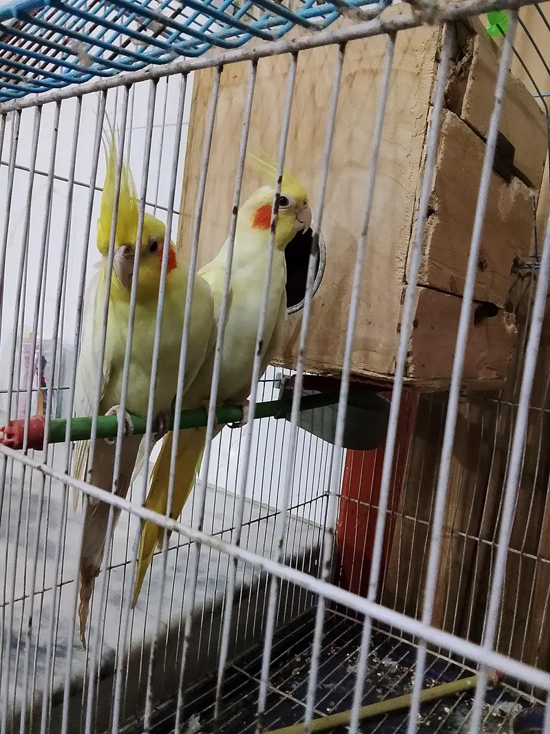 cocktiel parrots — photo 3