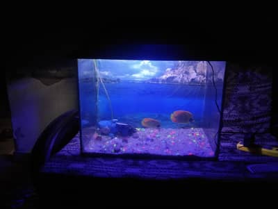 Fish aquarium