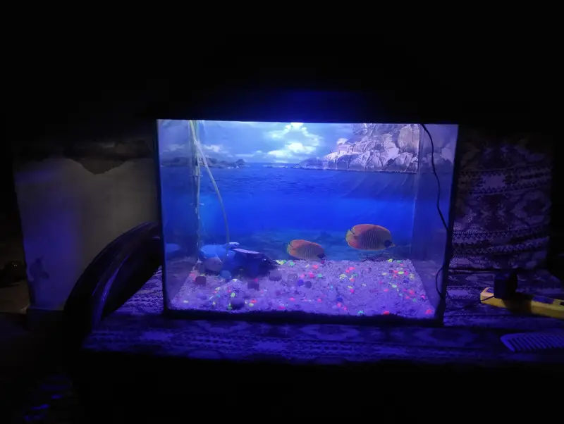 Fish aquarium