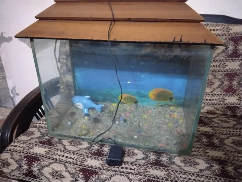 Fish aquarium — photo 2