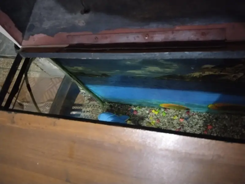 Fish aquarium — photo 3