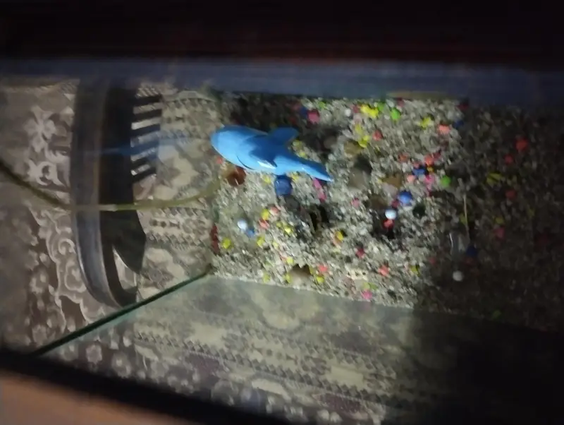 Fish aquarium — photo 4
