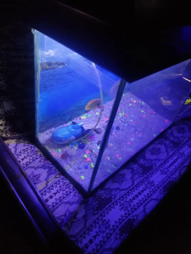 Fish aquarium — photo 5