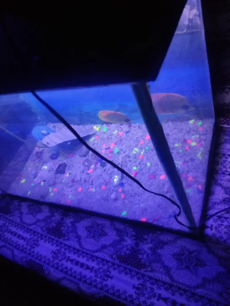 Fish aquarium — photo 6