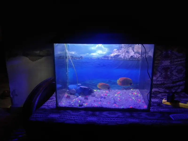 Fish aquarium — photo 7