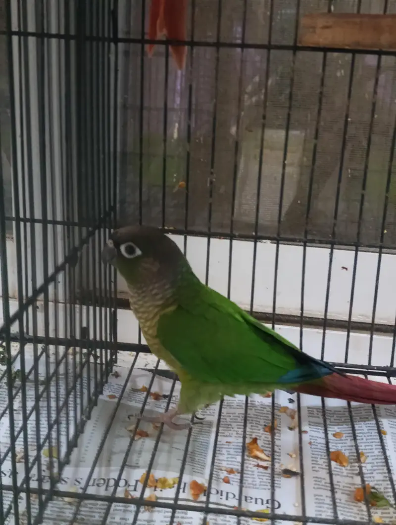 Pair of conure — photo 2