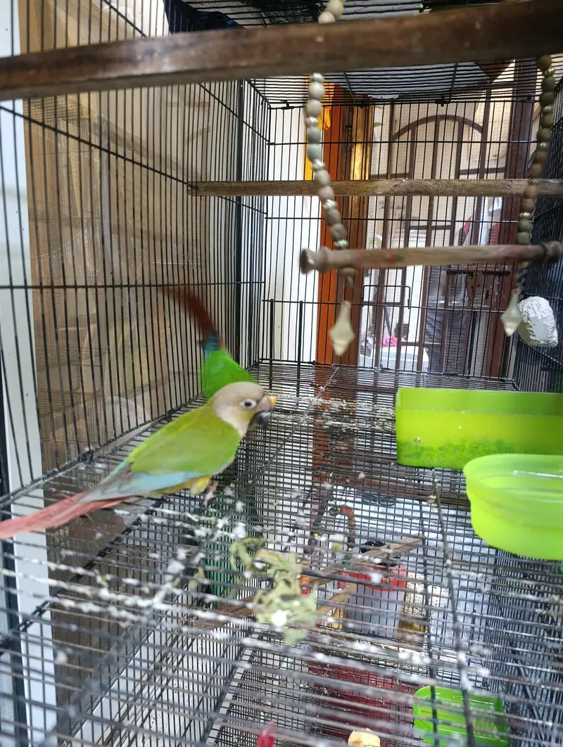 Pair of conure — photo 3