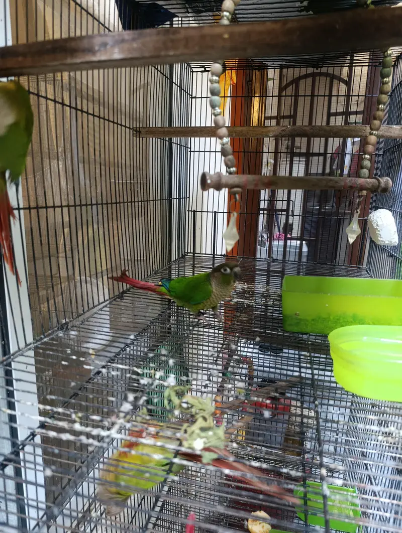 Pair of conure — photo 4