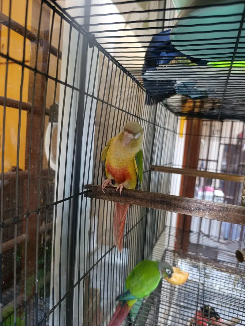 Pair of conure — photo 5