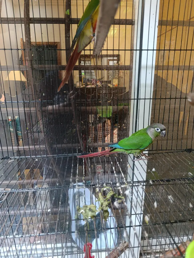 Pair of conure — photo 7