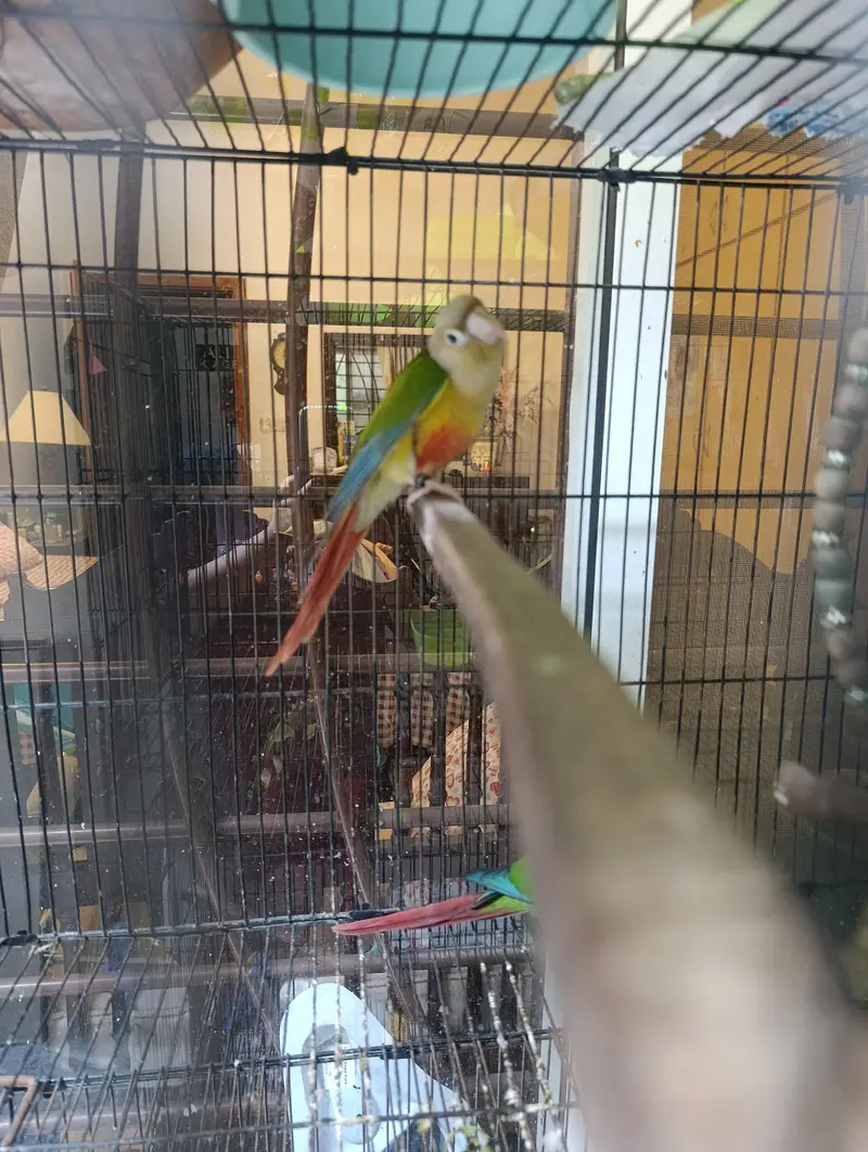 Pair of conure — photo 8