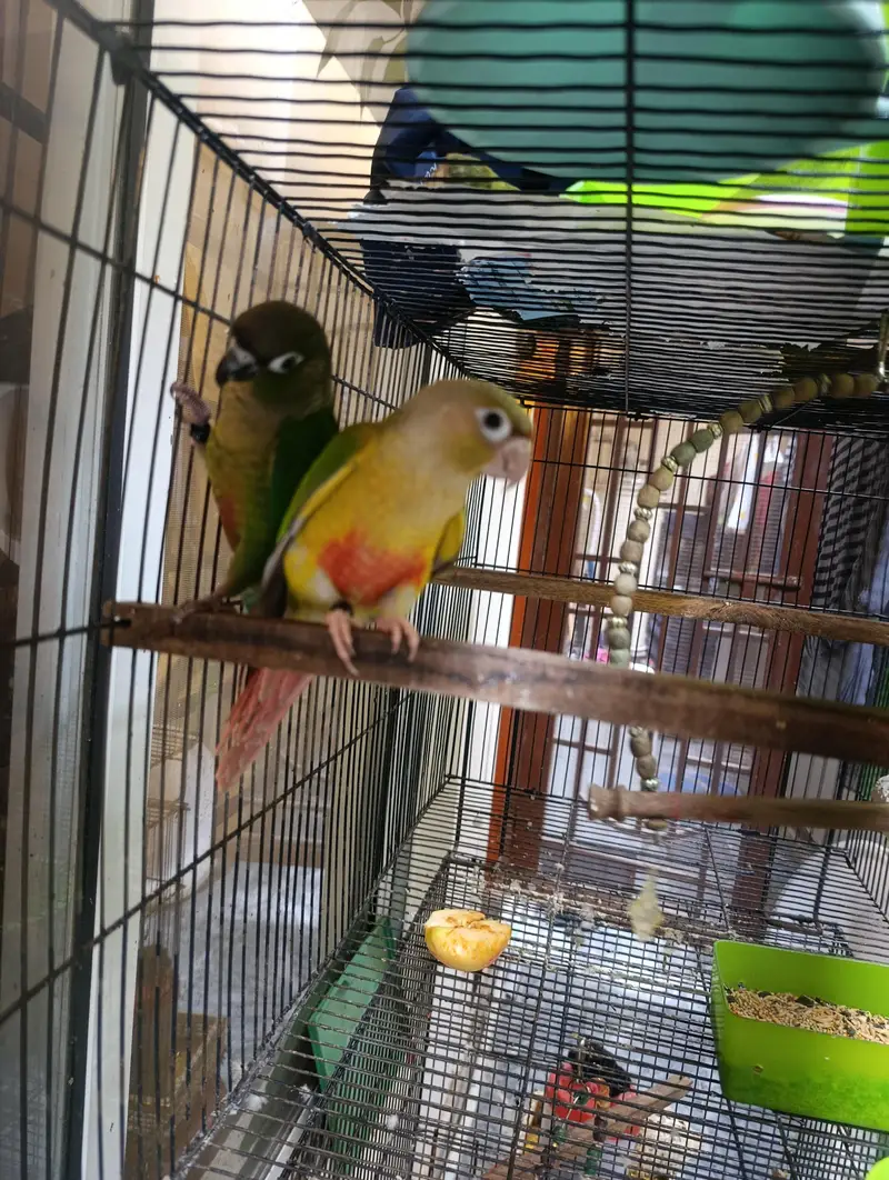 Pair of conure — photo 10