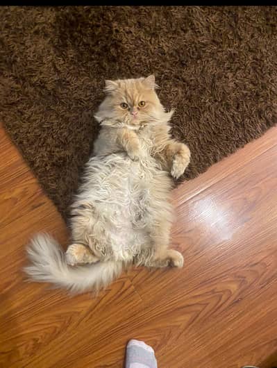 Persian cat
