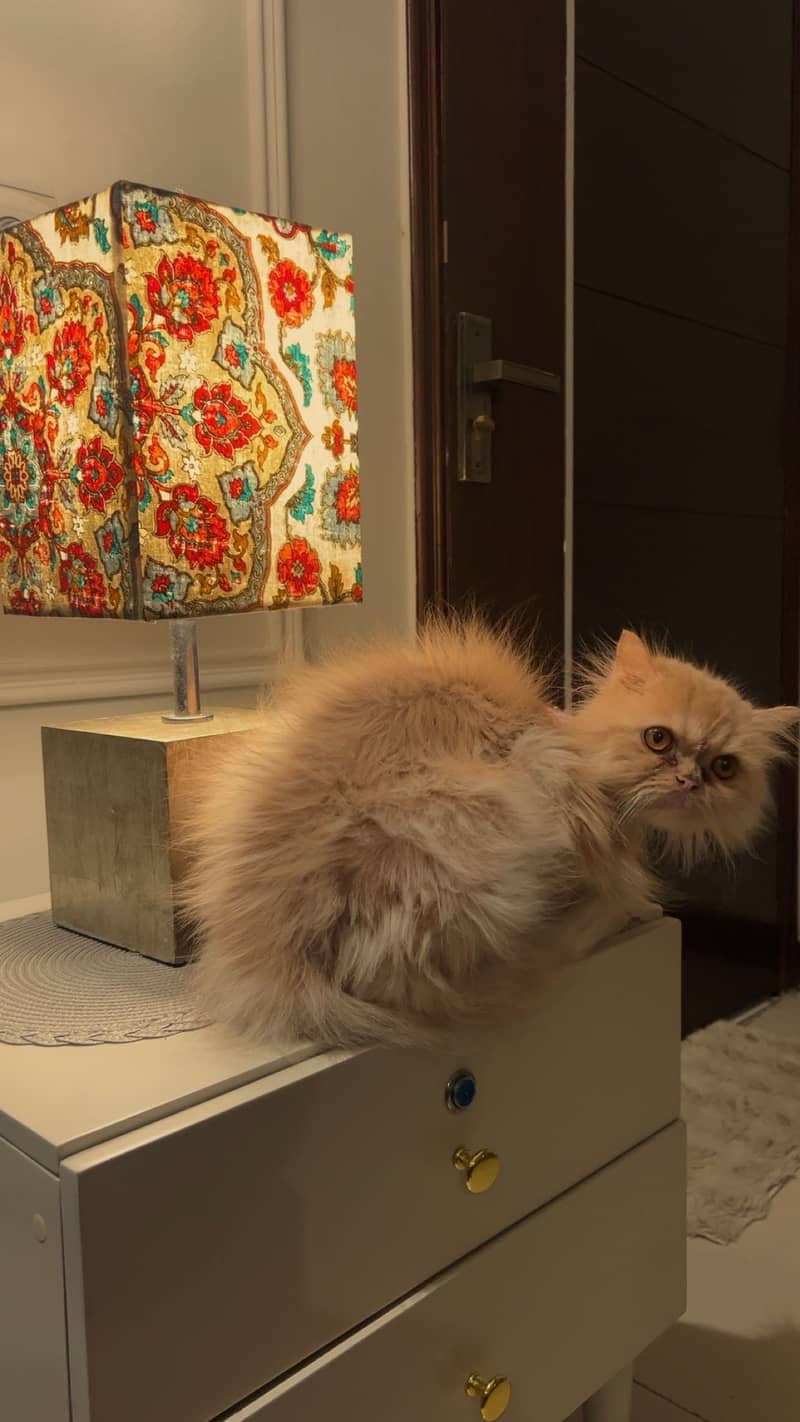 Persian cat 1