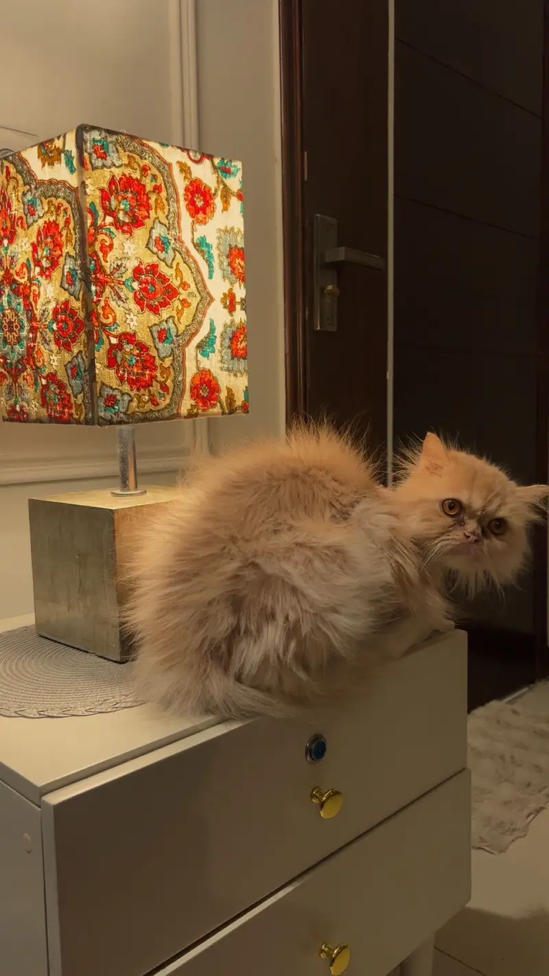 Persian cat — photo 2