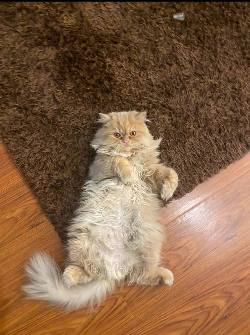 Persian cat 2