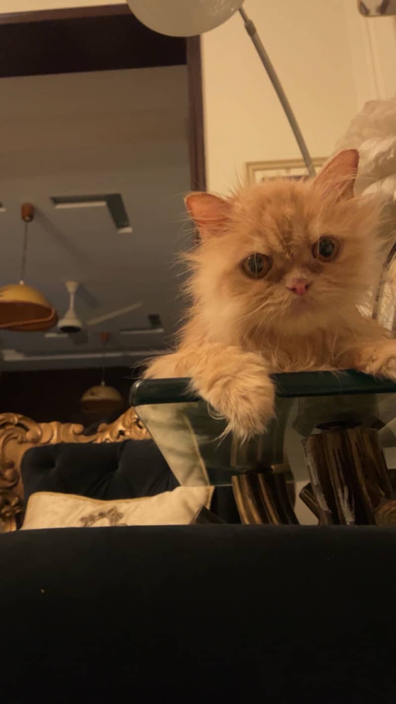 Persian cat 3