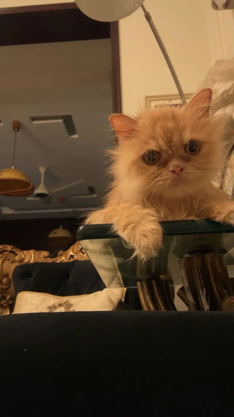 Persian cat — photo 4