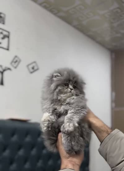 Quality Persian Punchface cat & kitten. moreWhatsApp 03704601257