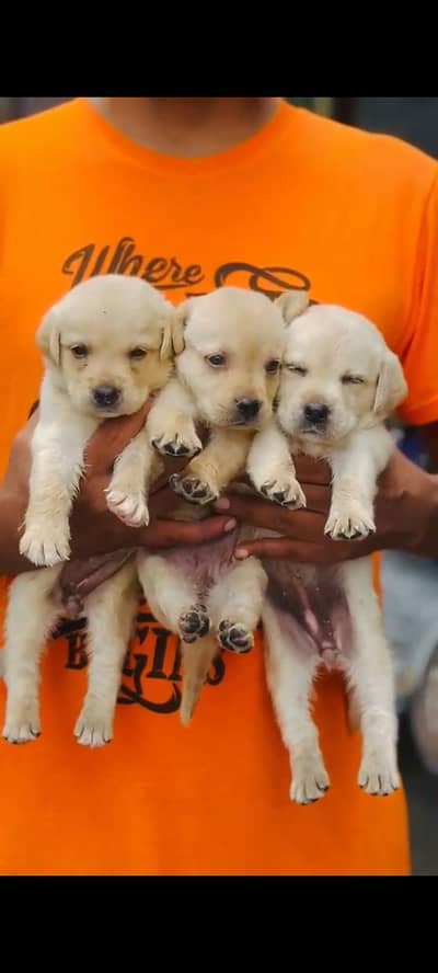 Labrador puppies
