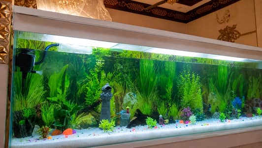 Large 6.5 Feet Aquarium | 12mm Glass | Wooden Cabinet | Filter + Pump
