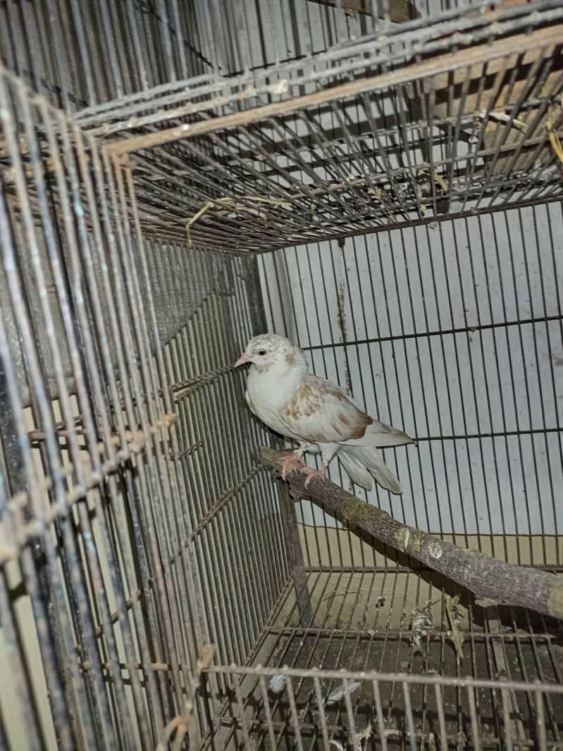 pigeon 0