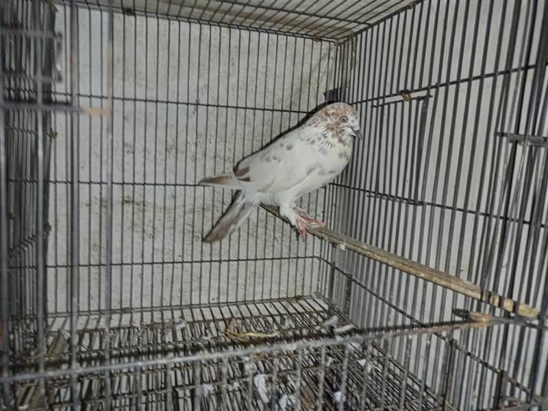 pigeon 1