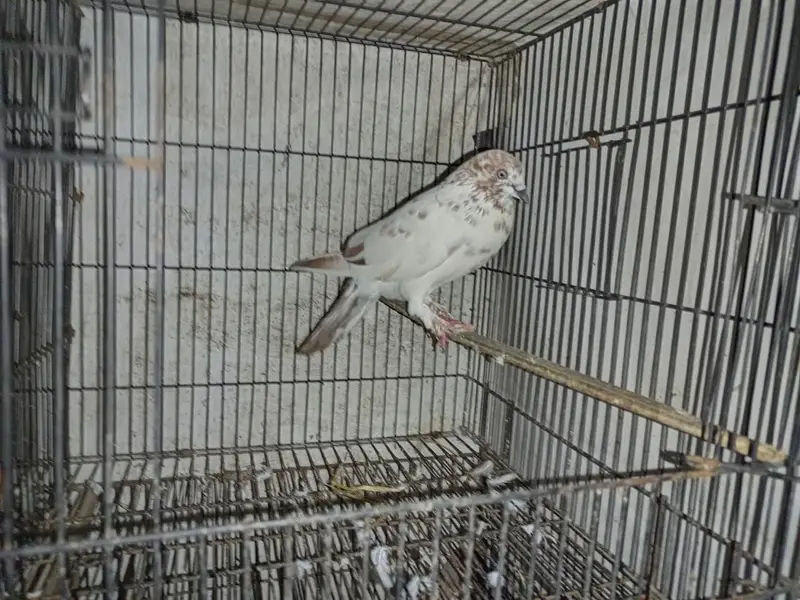 pigeon — photo 2