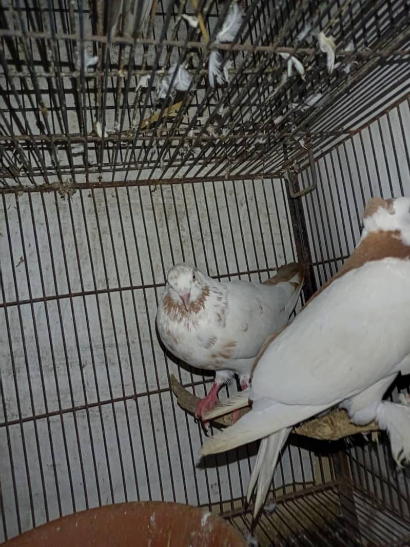 pigeon 2