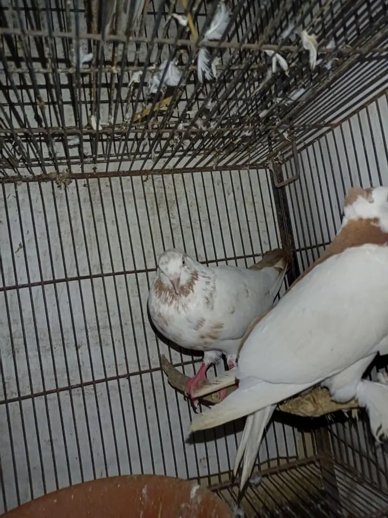 pigeon — photo 3