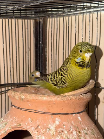 Different price mutation budgie