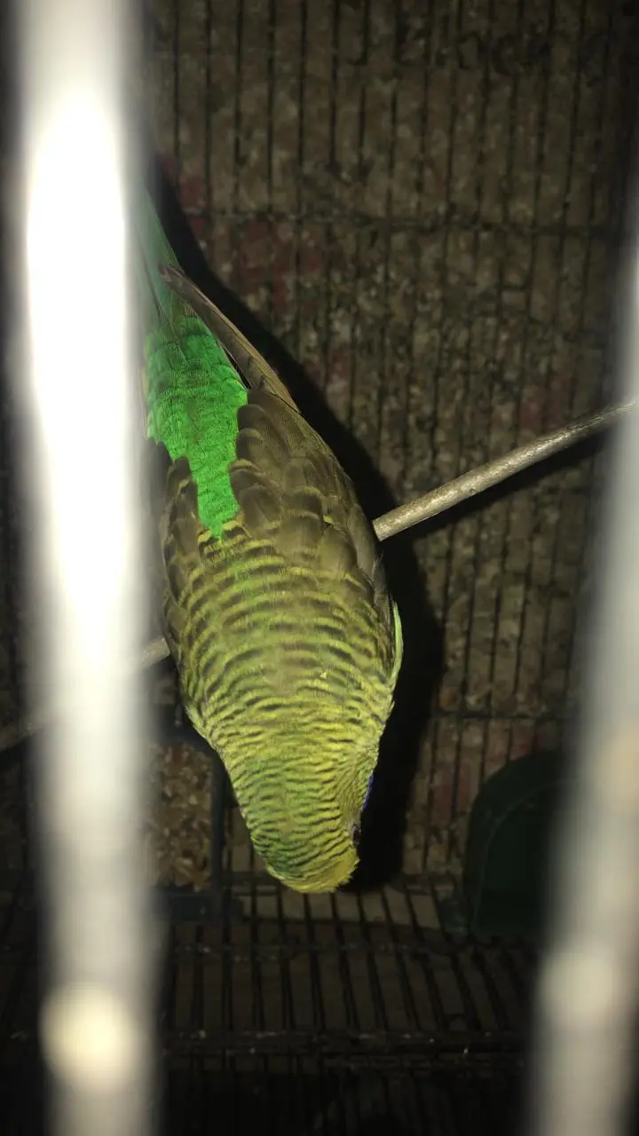Different price mutation budgie — photo 2