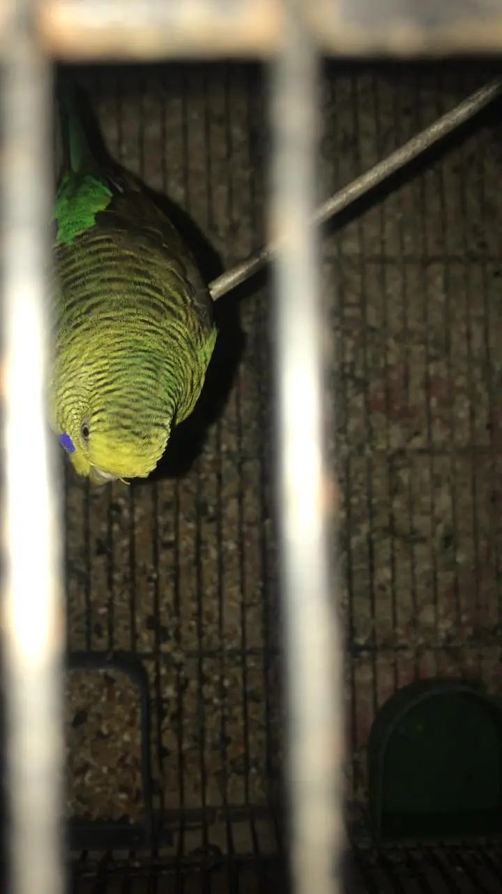 Different price mutation budgie — photo 3