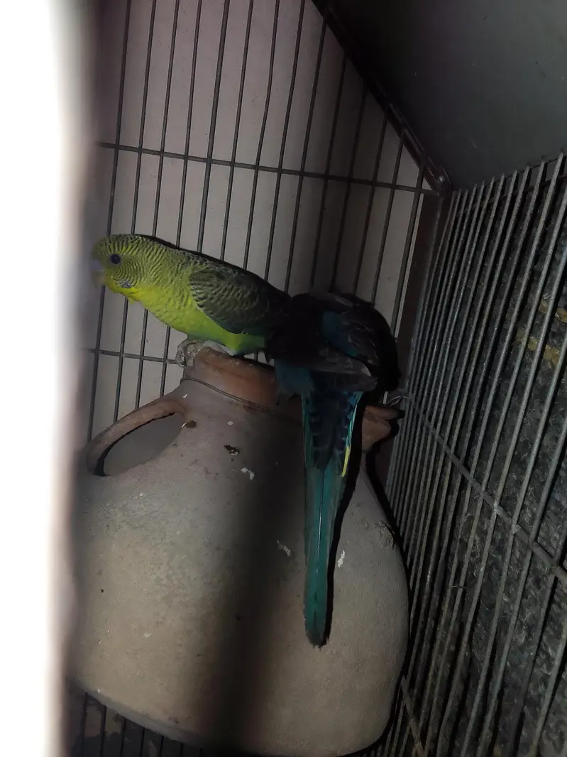 Different price mutation budgie — photo 4