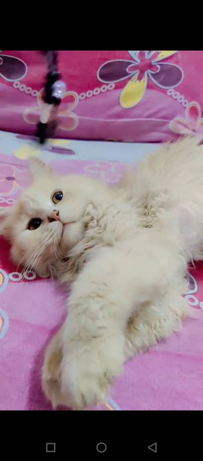 persian triple coat fawn color male kitten for sale