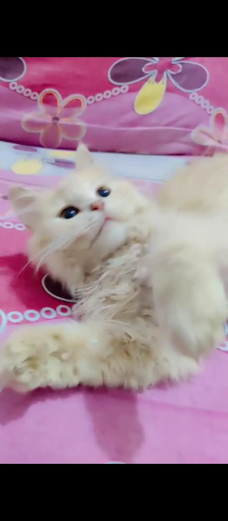 persian triple coat fawn color male kitten for sale — photo 2