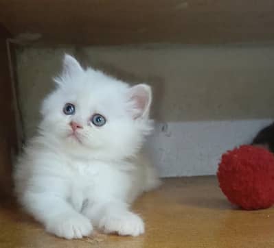 persian female/male kitten/cat triple coat/punch/semipunch