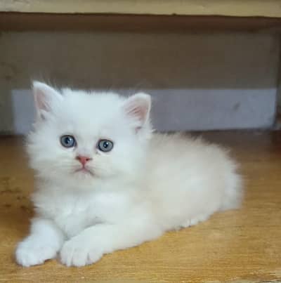 persian female/male kitten/cat triple coat/punch/semipunch