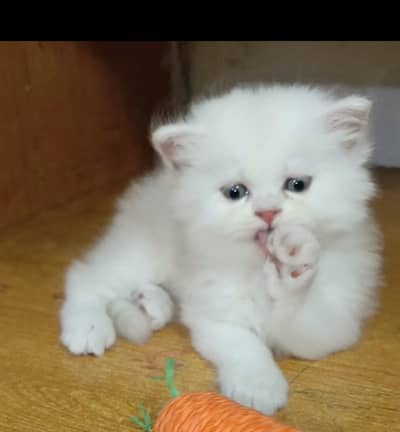 persian female/male kitten/cat triple coat/punch/semipunch