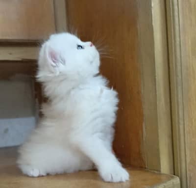 persian female/male kitten/cat triple coat/punch/semipunch