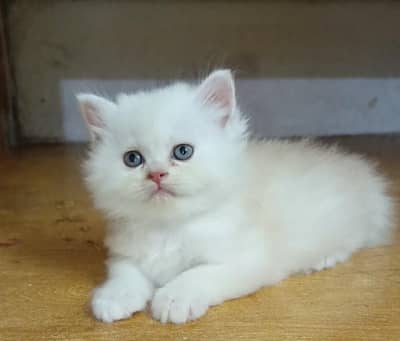 persian female/male kitten/cat triple coat/punch/semipunch