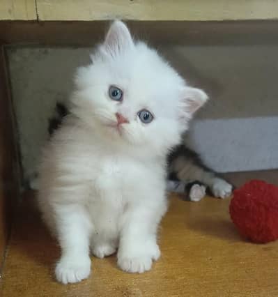 persian female/male kitten/cat triple coat/punch/semipunch