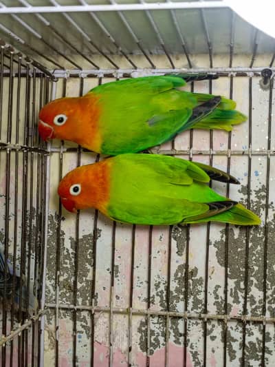 Green Opline breeder pair available