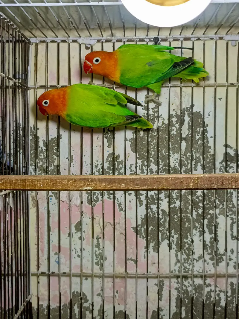 Green Opline breeder pair available — photo 2