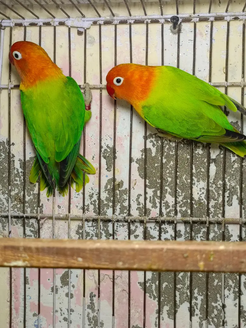 Green Opline breeder pair available — photo 3