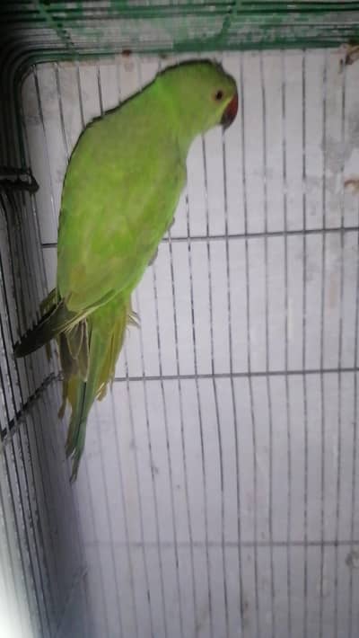 Green parrot 5 month chick for sale