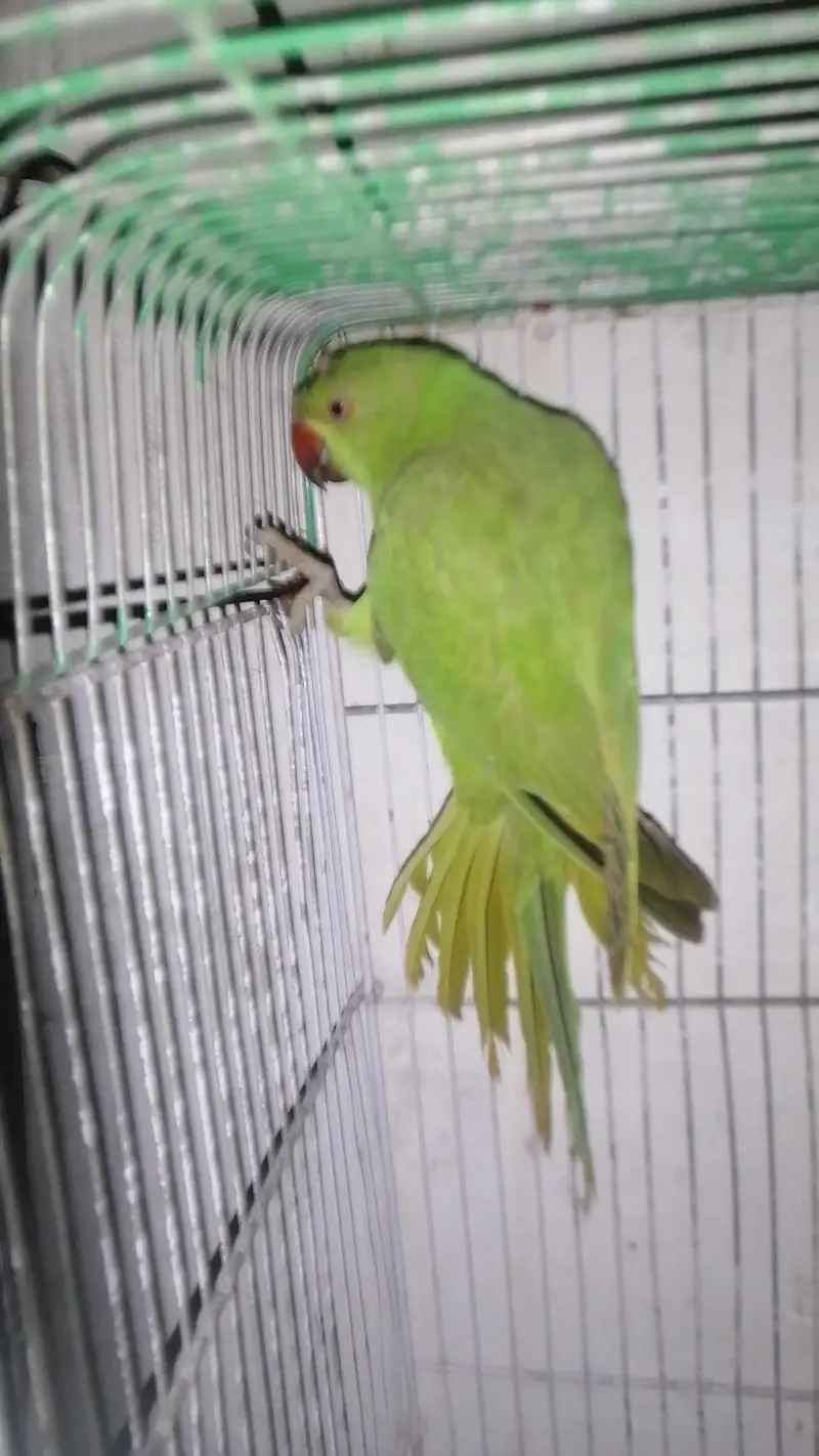 Green parrot 5 month chick for sale — photo 2