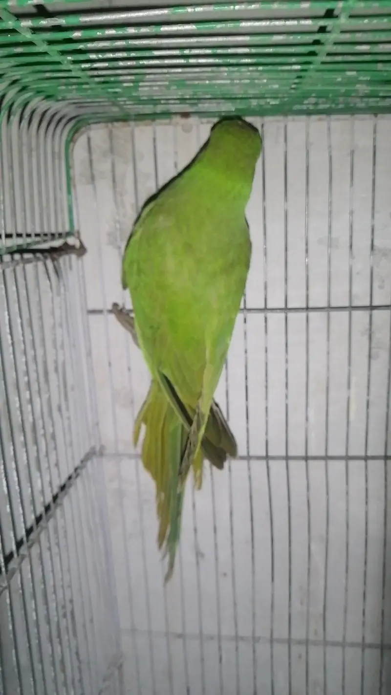 Green parrot 5 month chick for sale — photo 3